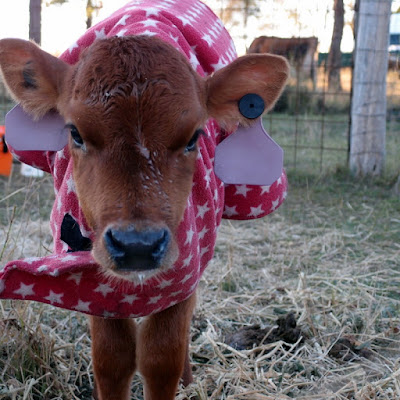 eight acres: raising a baby house cow