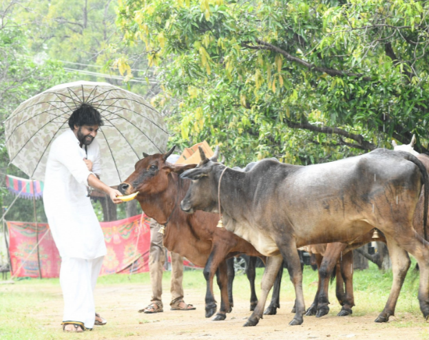 pawan-kalyan-feeding-cows