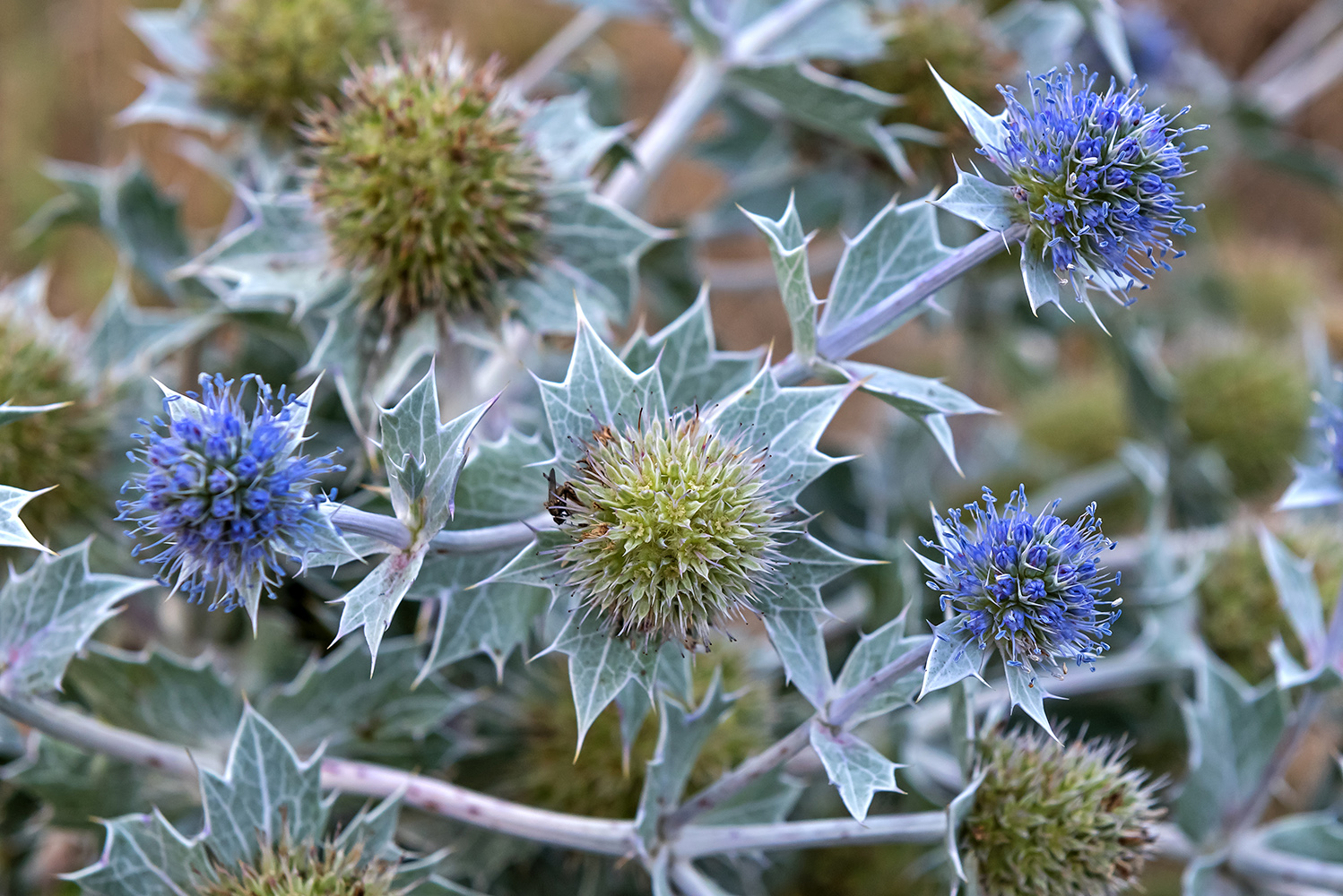 Flores y Paisajes de Asturias Eryngium maritimum