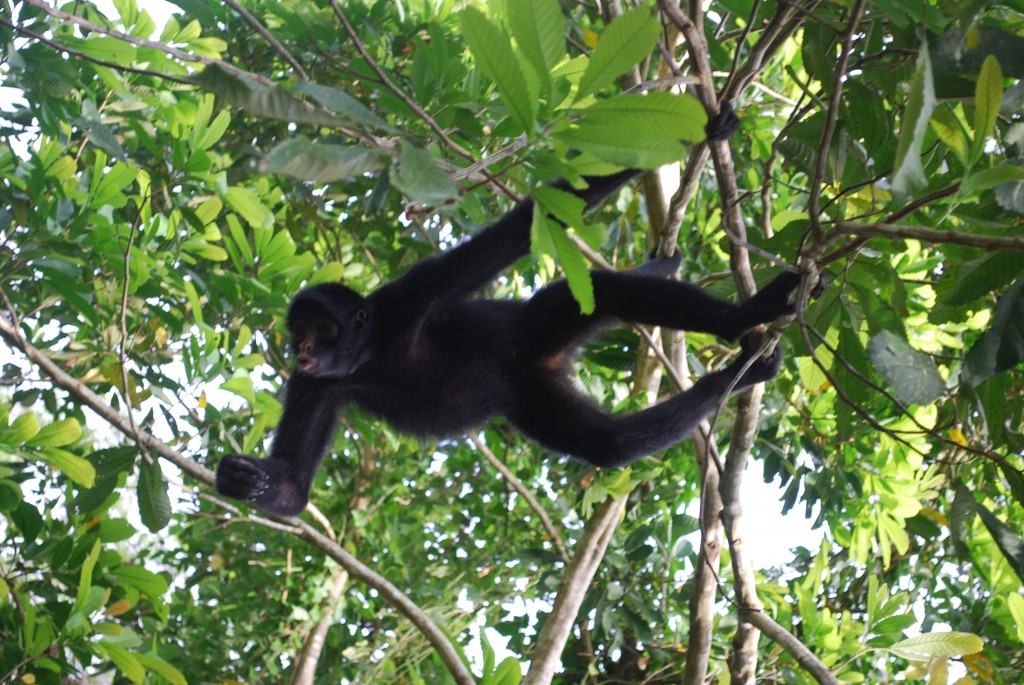 Endangered Animals: Spider Monkeys