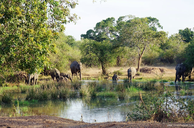 Sri Lanka Yala National Park Safari