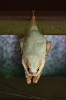 northern ghost bat