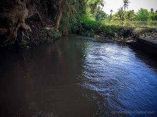Main River Water Flow For Irrigated Rice Fields In Agricultural Area At Ringdikit Village, North Bali, Indonesia