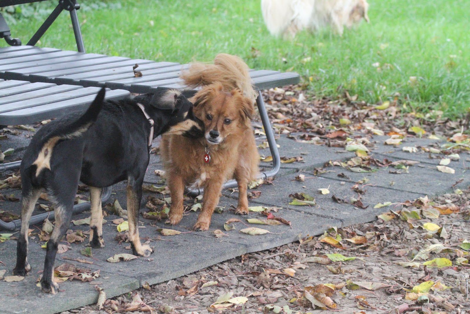 Hunde Abenteuer Land. Tagesbetreuung Ferienbetreuung Zürich Monday