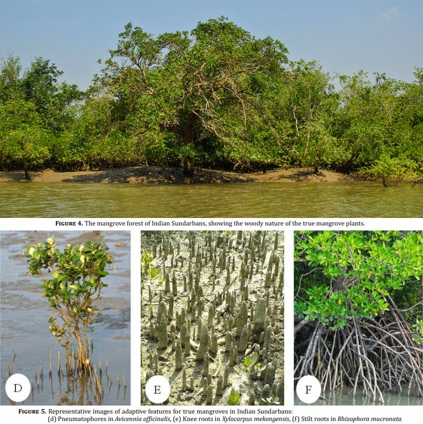 Species New to Science [Botany / Ecology • 2014] True Mangrove Species