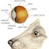 7 Most Common Dog Eye Health Problem