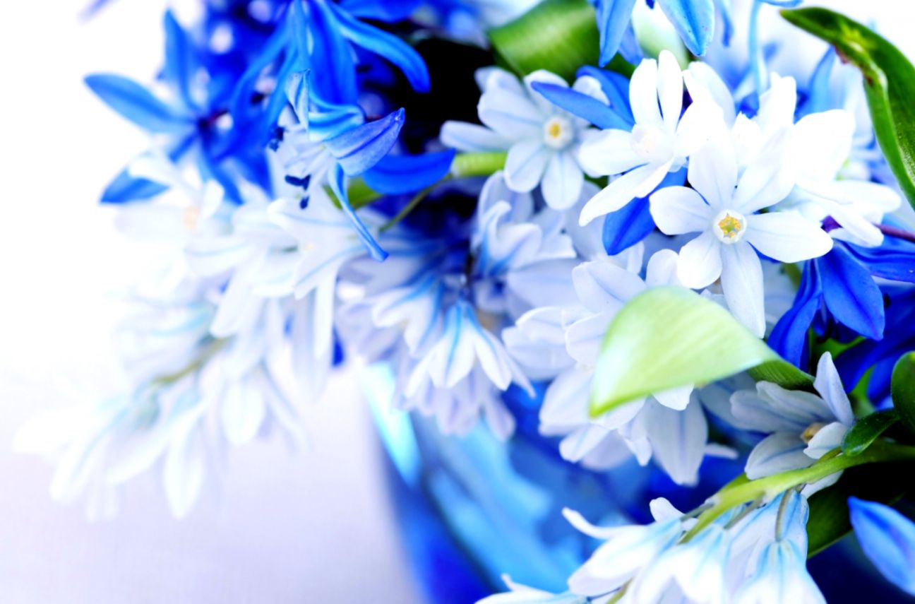 Blue White Flower Wallpaper