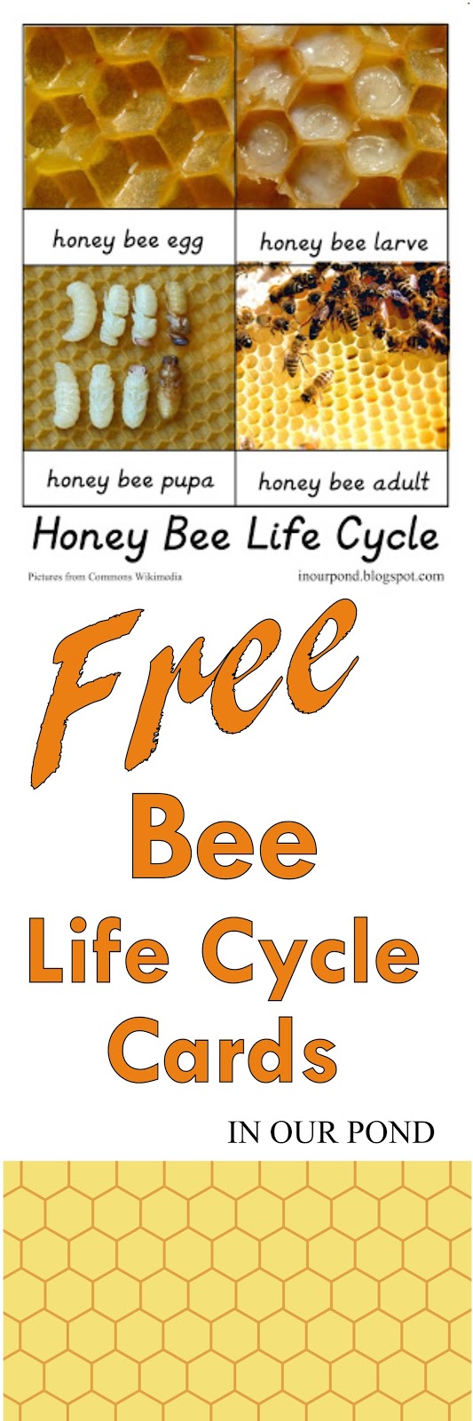 Honey Bee Life Cycle 3-Part Cards - In Our Pond