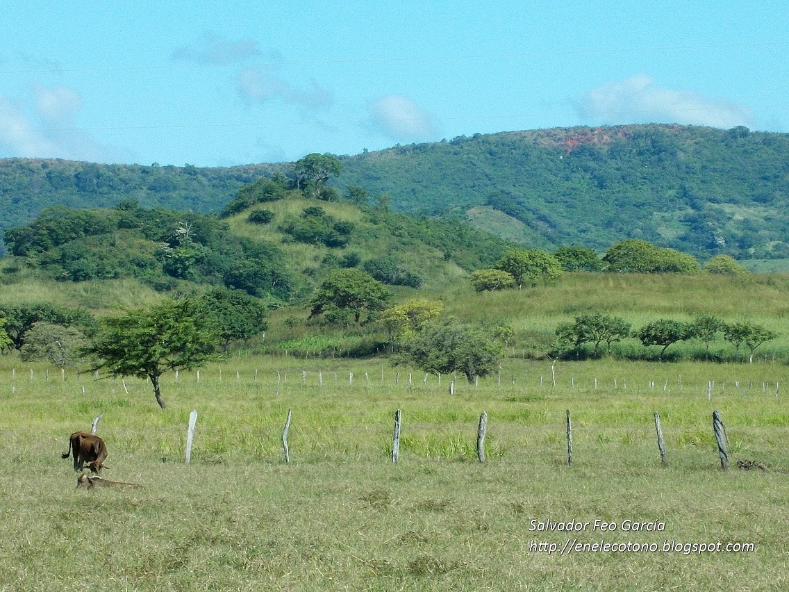 En el ecotono El bosque tropical seco