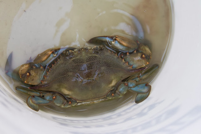 blue crab armand bayou