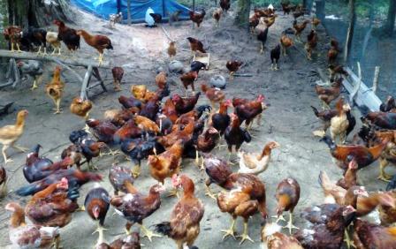 Ayam kampung near me