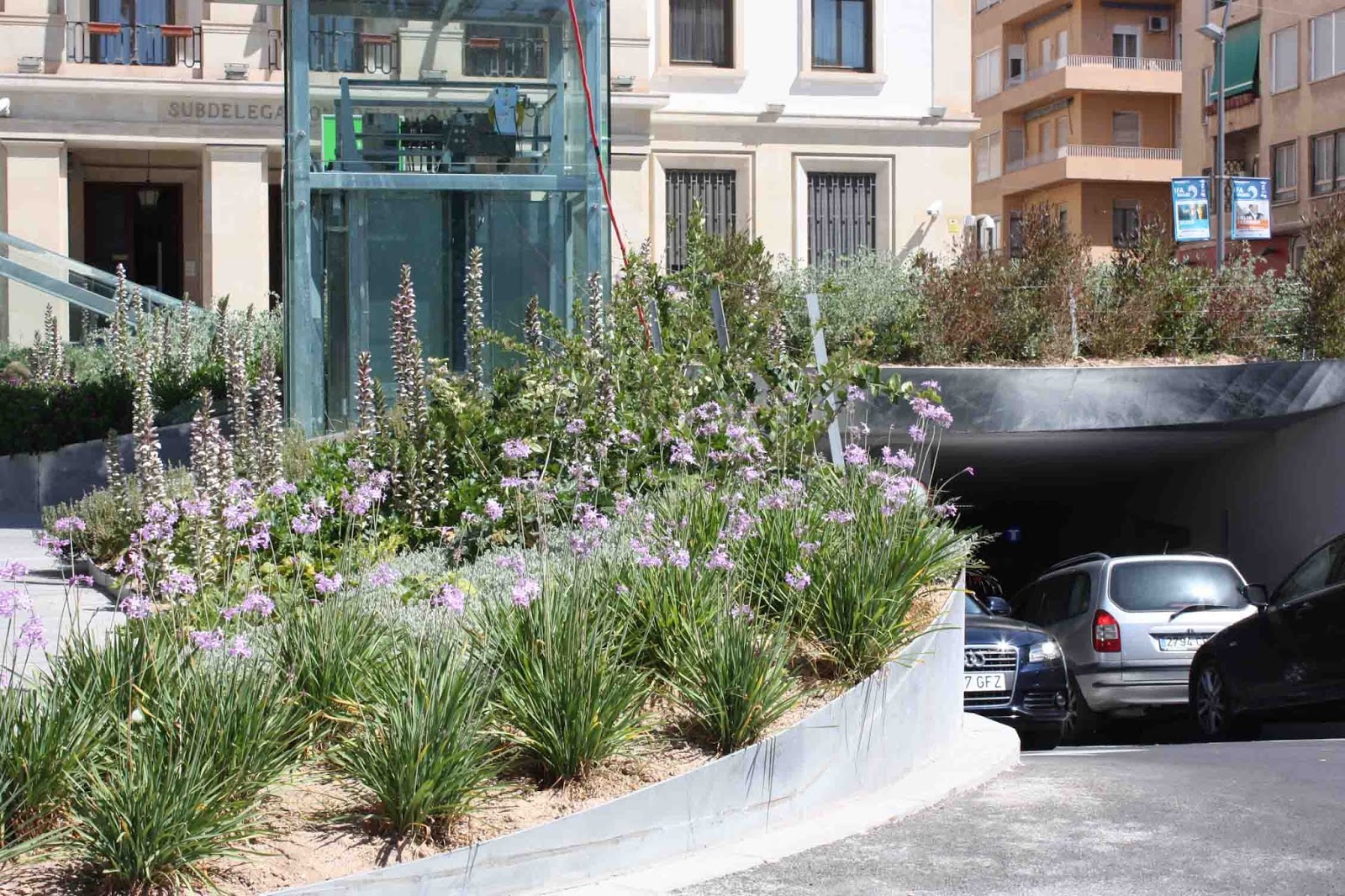 This is Alicante Life It's too hot for flowers!