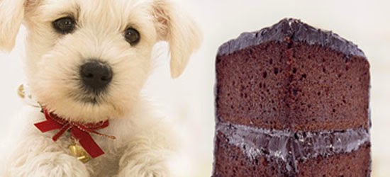Alimentos Perigosos para os Cães - Doces e bolos