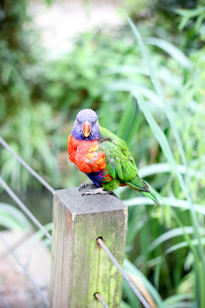 Bristol Zoo