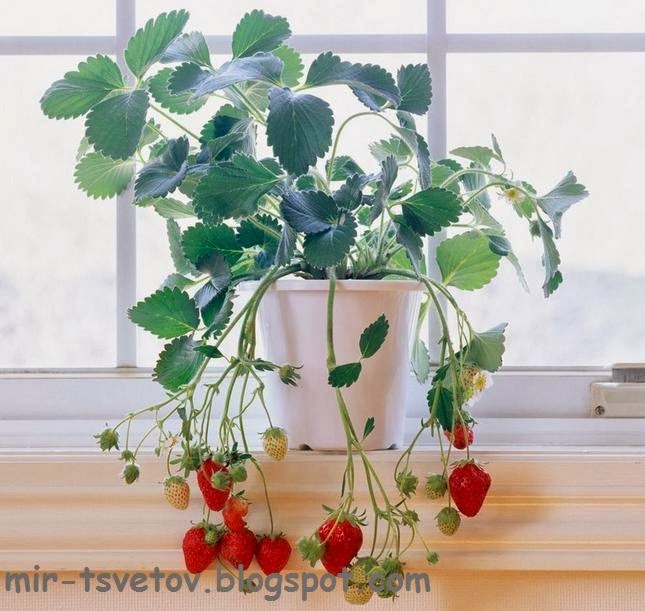 Мир растений: Клубника на балконе
