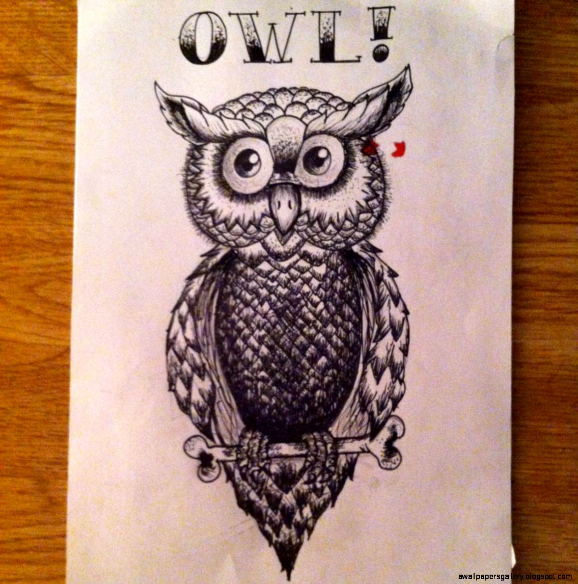 Owl Drawing Tumblr