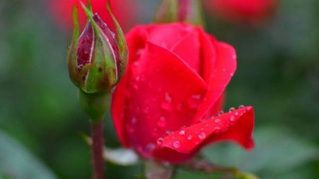 صور ورود رومانسية