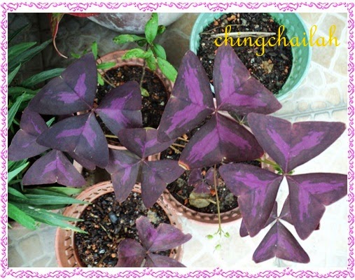 How do you care for a purple shamrock plant?
