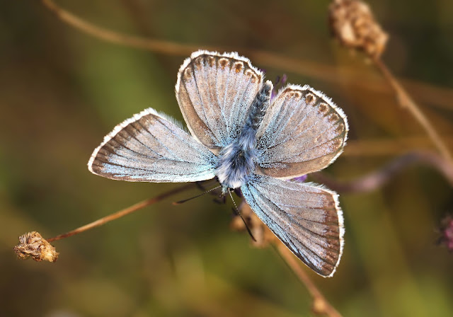 Chalkhill Blue - Wiltshire