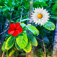 Wowescape Tropical Flower…
