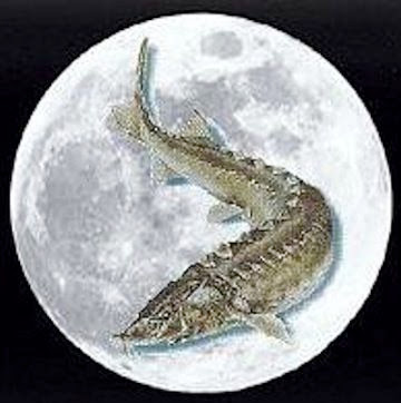 August's Spectacular Full Sturgeon Moon Rises - Keep Your Eyes On The Skies 5617478868660ca071c136ebda3385ed