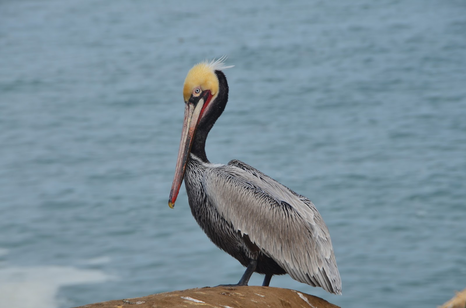 pelicans stream reddit