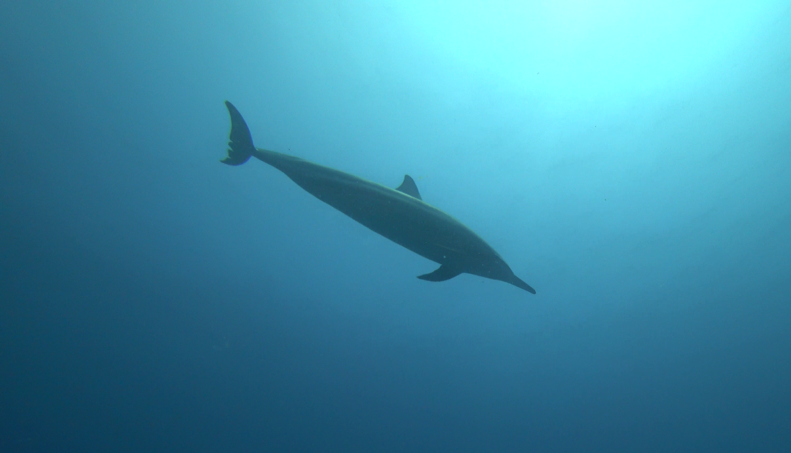 HAWAII DIVING. BIG ISLAND HAWAII ADAM HAYDOCK