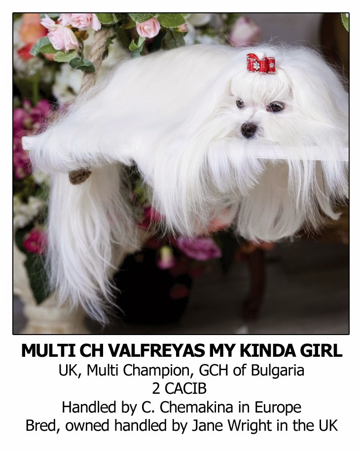 Professional Dog Grooming Shampoo MD10 Collection Champu para Perros