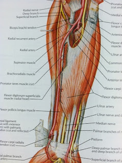 Trailblazing, MD: Netter + Google