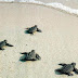 Αρχέλων:300.000 χελωνάκια έφτασαν στη θάλασσα και έκαναν το πρώτο τους ταξίδι