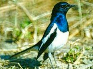 Burung Kacer Dan Jenis-Jenis-nya - SitusBurung.Com