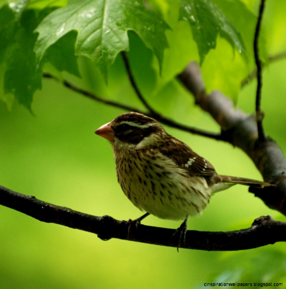 Bird Cardinalidae Rose breasted Grosbeak