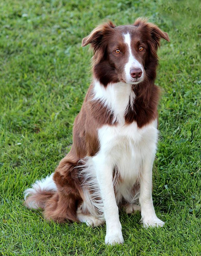 Gårdsbacken Border Collie valpar planeras
