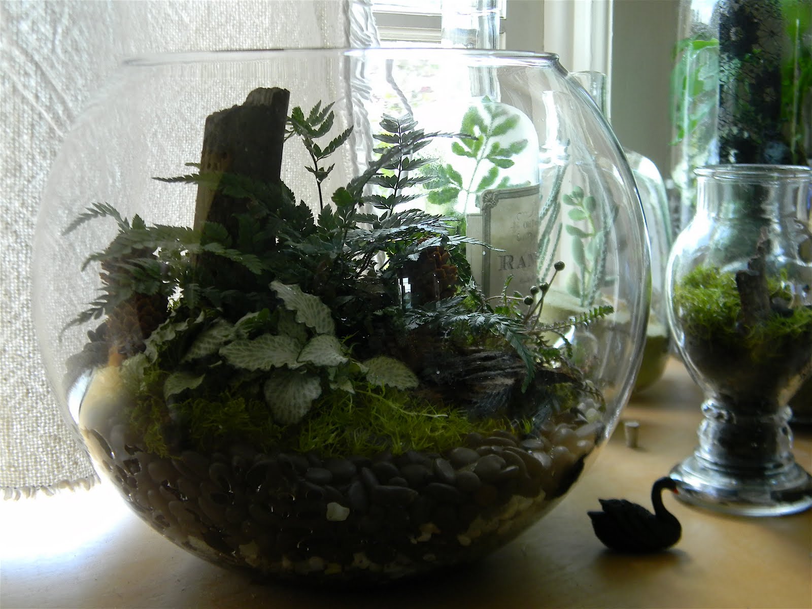 Black Swan Garden Design Problems with Terrariums