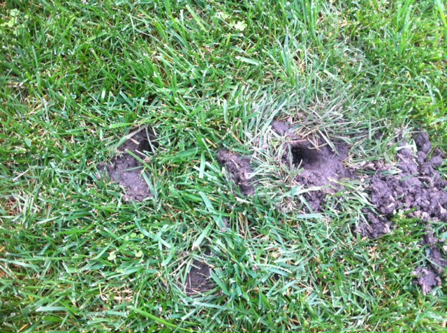 Trina's page of Blogginess: Mole Hole?