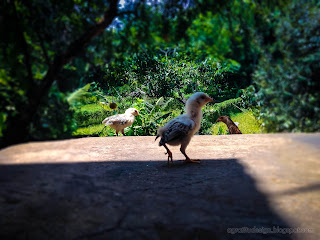 Some Chicks Walking In The Yard Of The House At Agricultural Area At Ringdikit Village, North Bali, Indonesia