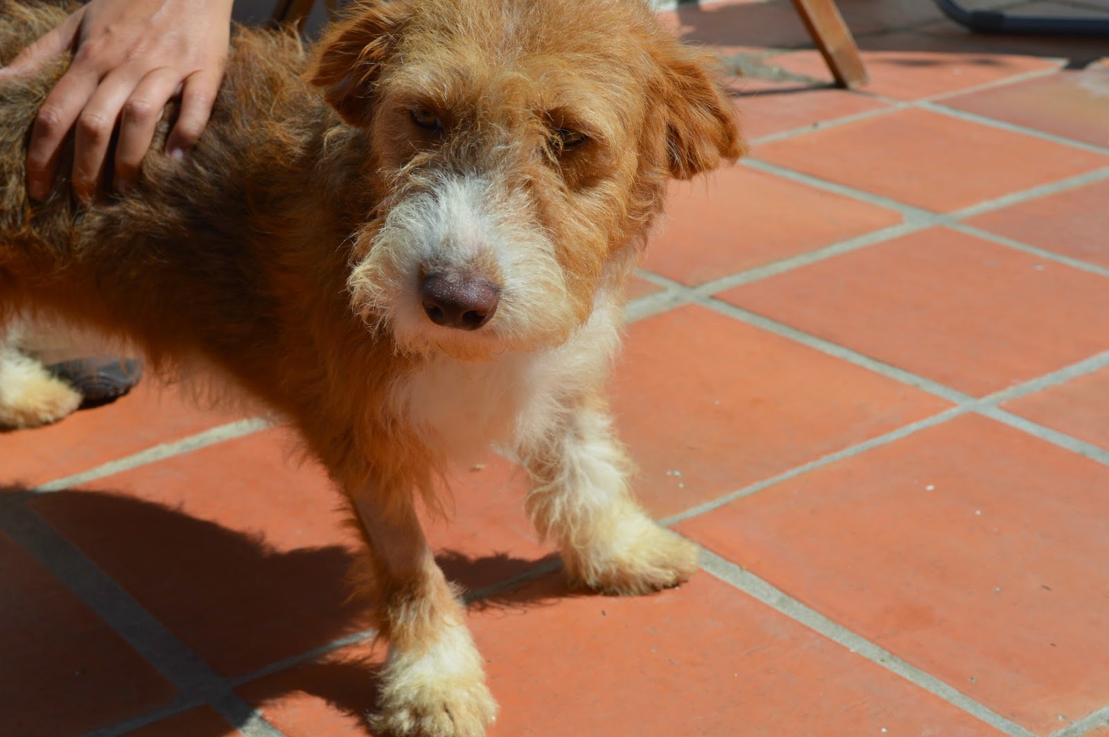Hunde aus ZentralPortugal adoptieren Maggie