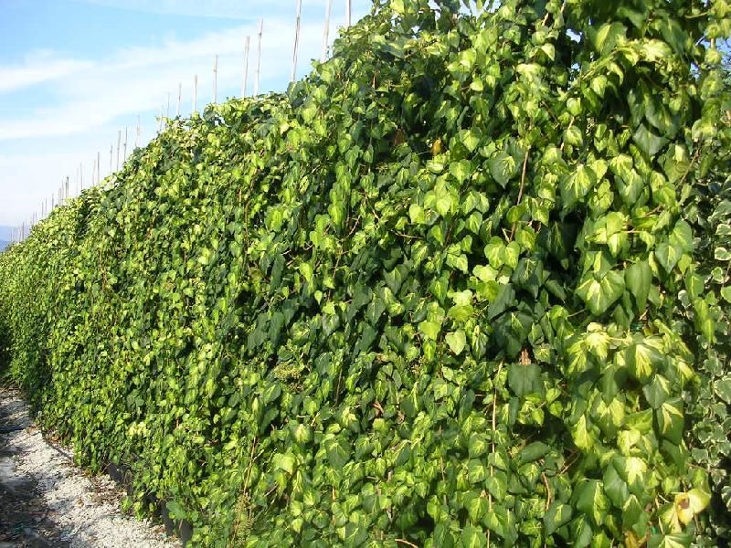 Hedera Colchica Climbing Plant Grow And Care Travaldo S Blog