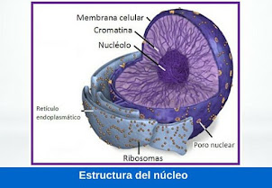 núcleo de la célula