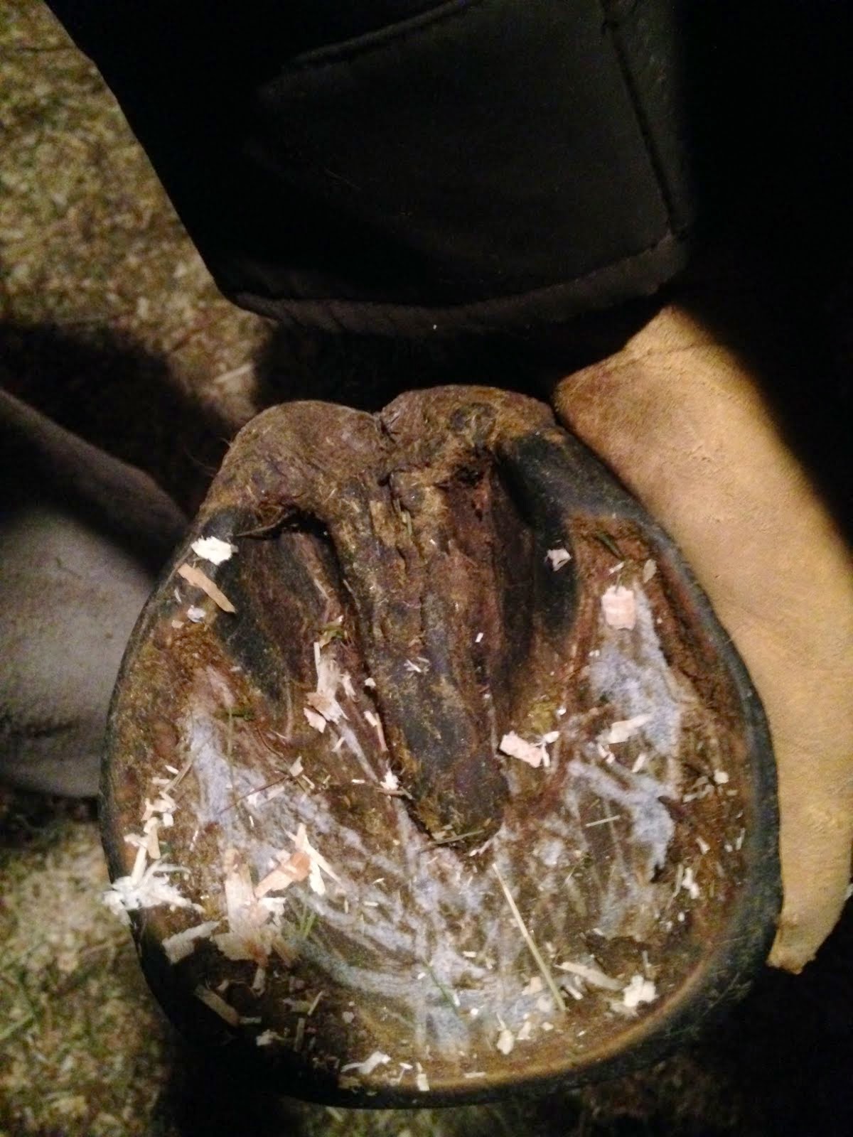 Contracted Heels Soft and Sound Hoof Care