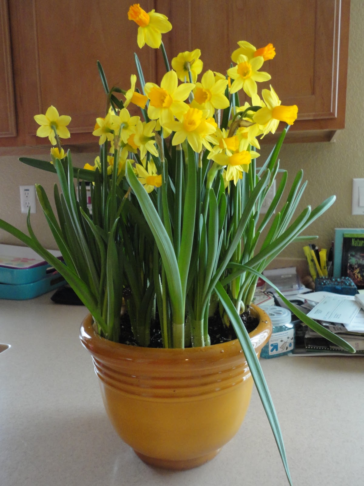 Apt Garden DIY Mother's Day Blooming Planter for Under 25
