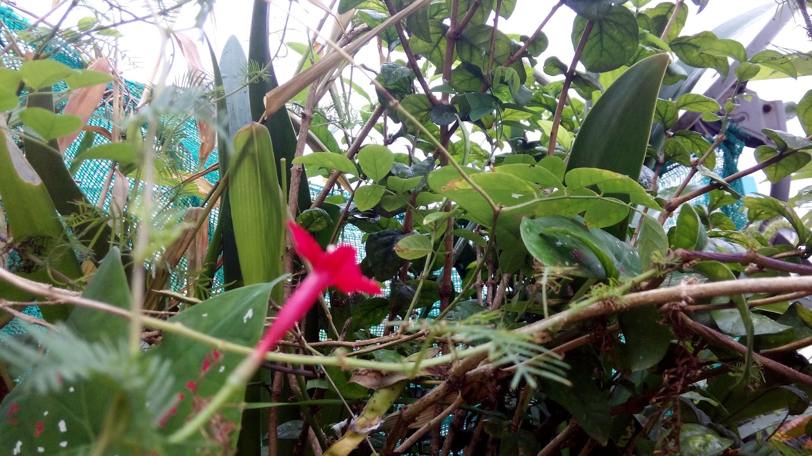 Garden Care Simplified How to collect seeds of Cardinal Cypress