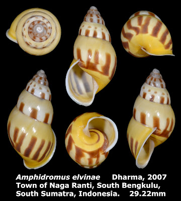 Amphidromus elvinae 29.22mm