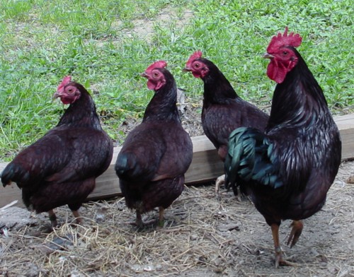 Rhode Island Red Club Of America Rhode Island Red Club Of America