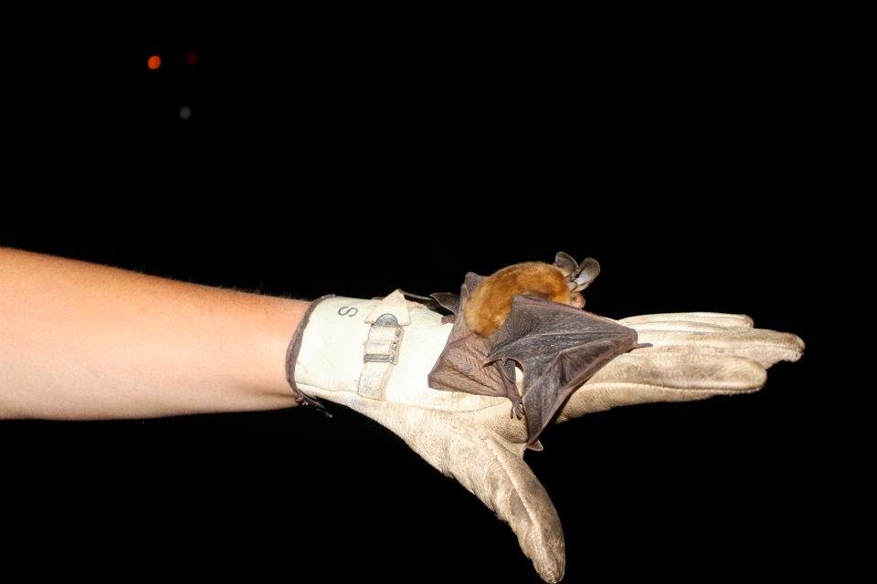 Paws and Learn: Interview Wednesday - The Truth About BATS