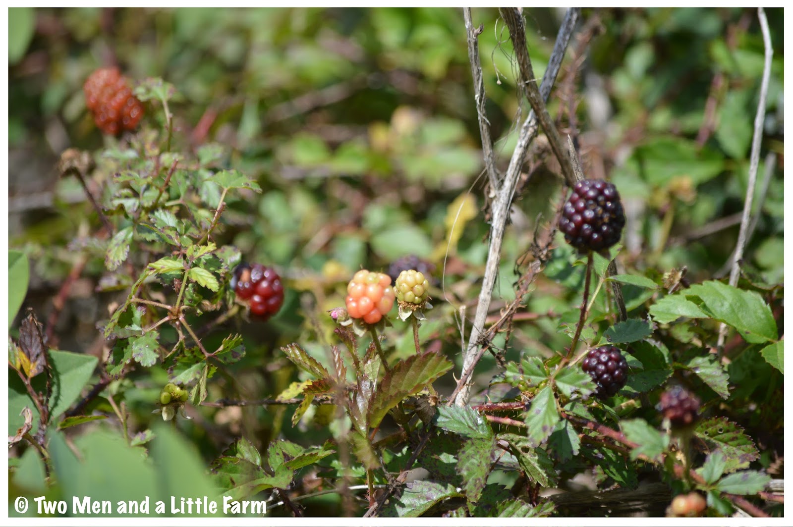 Two Men and a Little Farm DEWBERRY SEASON 2017