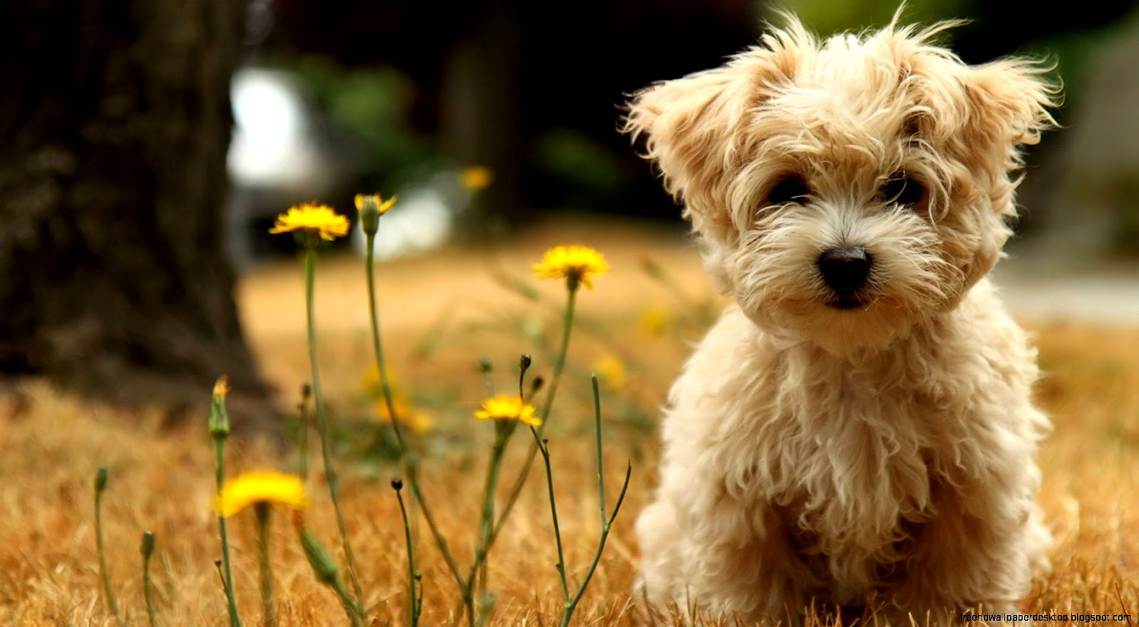 Cute Dog
