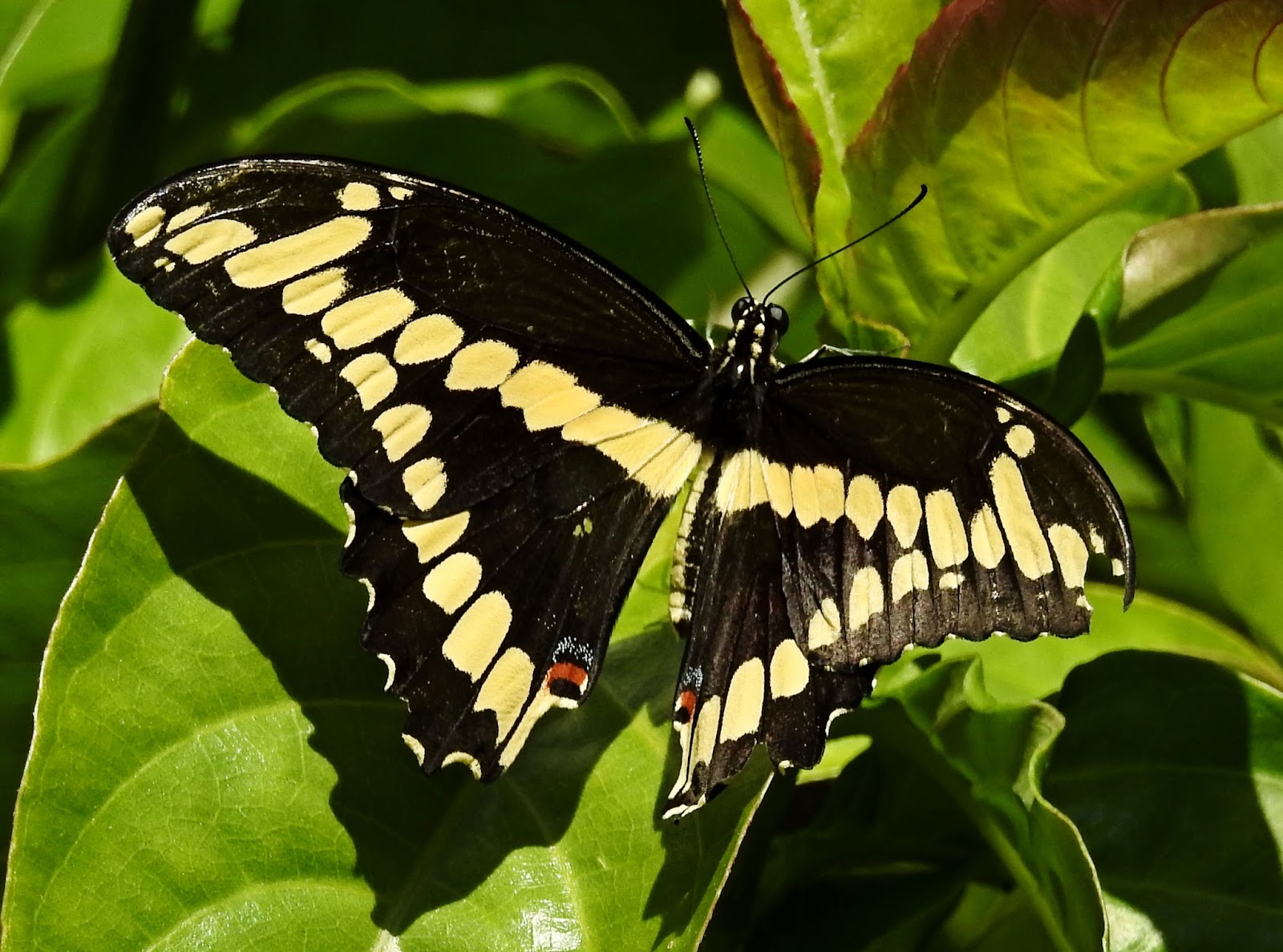 BIRDWALKERMONDAY: 19-3-2017 MIAMI, FLORIDA - EASTERN GIANT SWALLOWTAIL