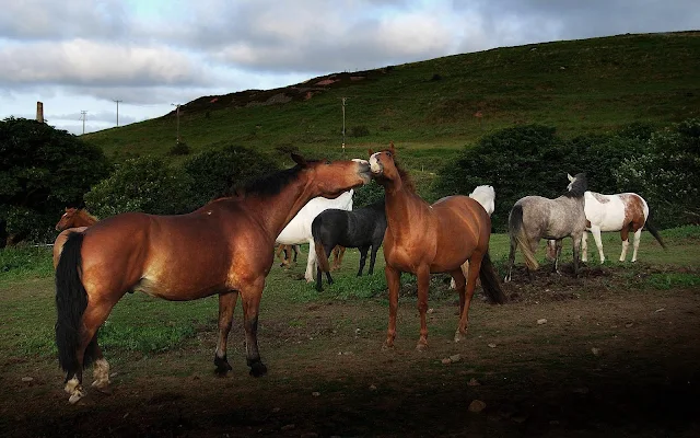 Verschillende kleuren paarden in het weiland