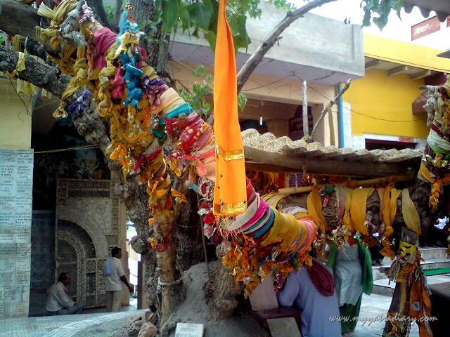A kalpa vruksha at Chaurasi Khamba Temple compund,  Old Gokul Mahavan